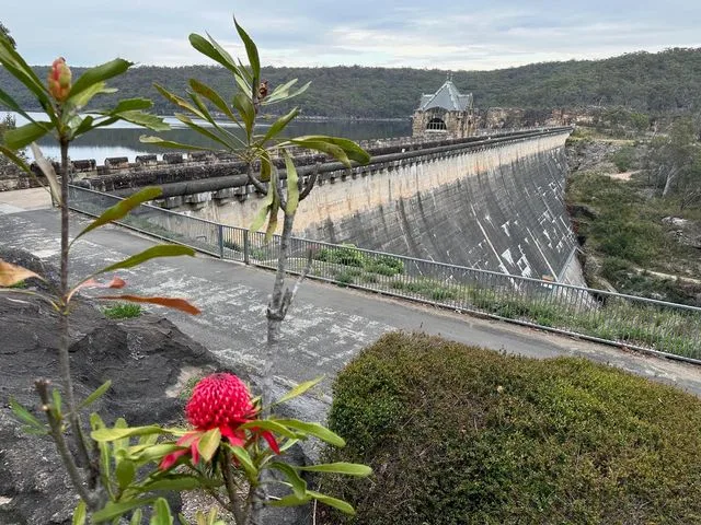 A sandstone dam wall and its valve house, a waratah in bloom in the foreground